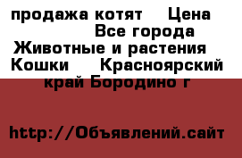 продажа котят  › Цена ­ 15 000 - Все города Животные и растения » Кошки   . Красноярский край,Бородино г.